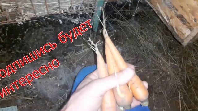 Крольчата без крольчихи/как выкормить крольчат без крольчихи /крольчиха родила крольчат! смотреть онлайн