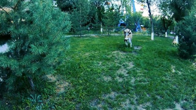 Суши в парке,прогулка,тренировка #Дети #ВПарке #Игры смотреть онлайн