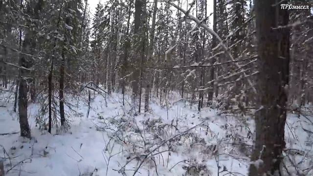 Удачная проверка.Есть первые соболя. смотреть онлайн