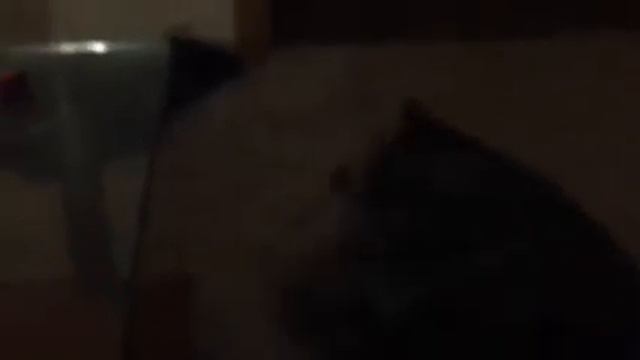 Мама кусает котёнка смотреть онлайн