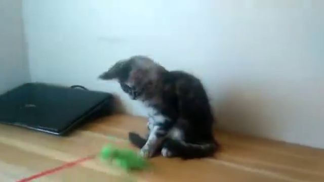 Чёрный мраморный мальчик котенок Мейн-кун, 3 месяца смотреть онлайн