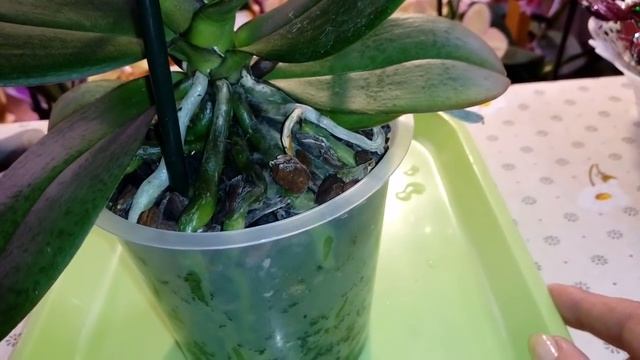 НОВАЯ ОРХИДЕЯ | Dtps. DEE DEE смотреть онлайн