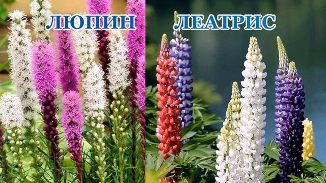 КАКИЕ ЦВЕТЫ ЦВЕТУТ В ИЮНЕ. ЦВЕТЫ ИЮНЯ смотреть онлайн