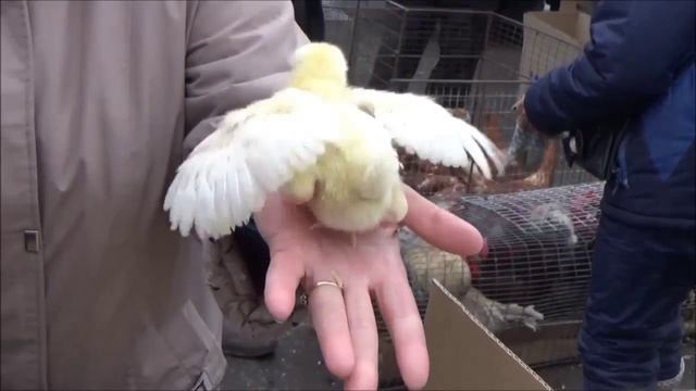 Птичий Хитрый рынок Омск - Avian Hirtry market Omsk смотреть онлайн