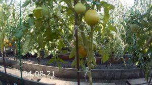 Томат Айкидо F1. 2021 Томаты в открытом грунте.