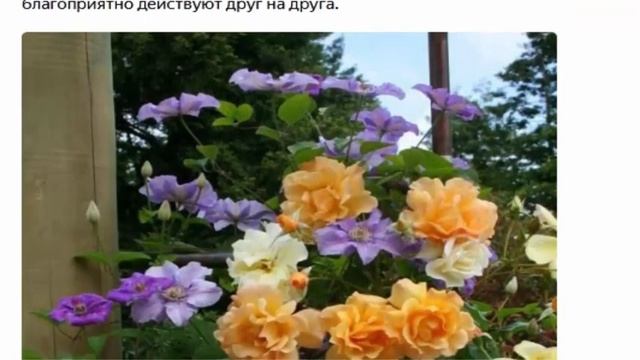 Нельзя сажать рядом гортензию, любящюю кислую почву, и розы, любящие золу смотреть онлайн