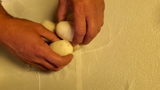 Ball Python Eggs Pulling Clutch #5 of 2022 Pastel Clown X Albino смотреть онлайн
