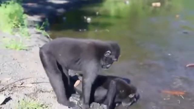 Самые смешные спаривания животных смотреть онлайн