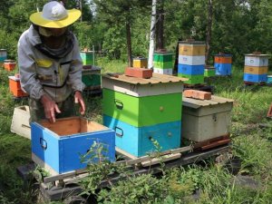 объединяю слабые семьи на медосбор и меняю маток
