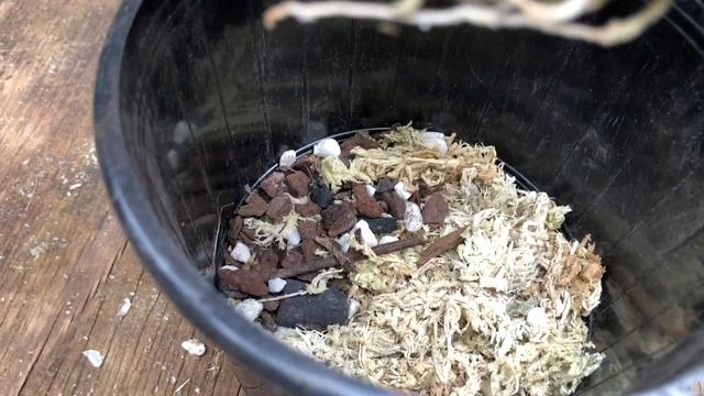 Catasetum Orchids пересадка весна 2022 ( Катасетум)