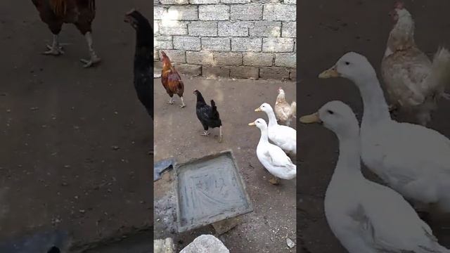 КАК САМОСТОЯТЕЛЬНО ПОСТРОИТЬ ЗАБОР смотреть онлайн