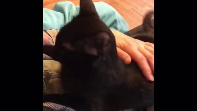 Ласковая черная Багира 6 лет дома смотреть онлайн