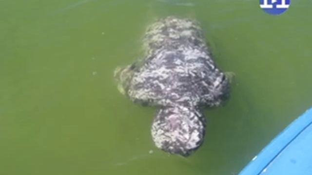 утопленник смотреть онлайн