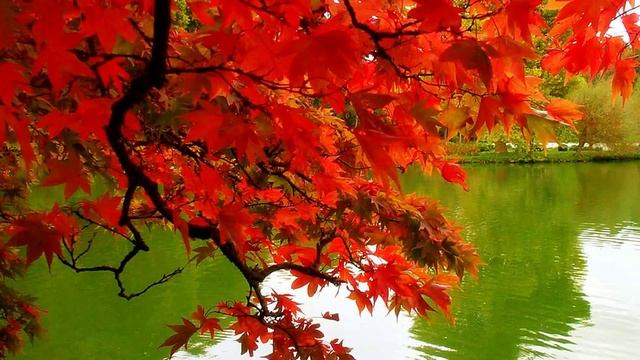 ОСЕННИЕ ЛИСТЬЯ смотреть онлайн