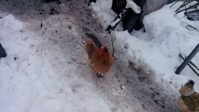 Куры копают в глубину. смотреть онлайн