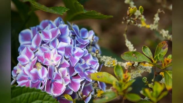ГОРТЕНЗИЯ  (HYDRANGEA)  сем. Гортензиевые