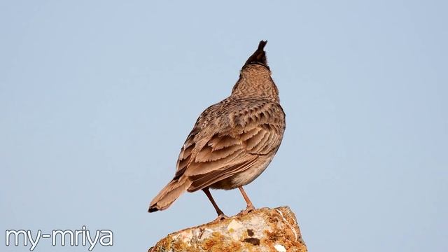 Пение птиц. смотреть онлайн