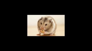 Как найти хомяка в квартире