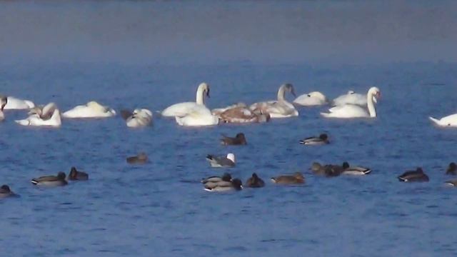 Новая Каховка река Днепр и её обитатели 16.01.2017 смотреть онлайн