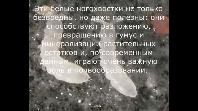 почвенные насекомые вред или польза смотреть онлайн