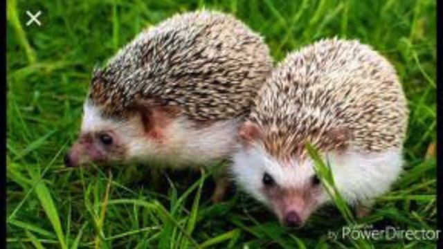 TIPRATIKAN HAQIDA QIZIQARLI MA'LUMOTLAR