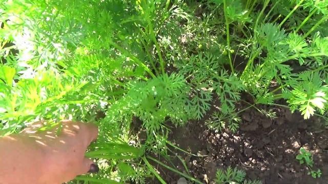 Уход за морковью летом от А до Я. Секреты выращивания смотреть онлайн