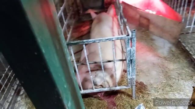 Как проходил опорос в назначенное время. не минутой раньше не минутой позже смотреть онлайн