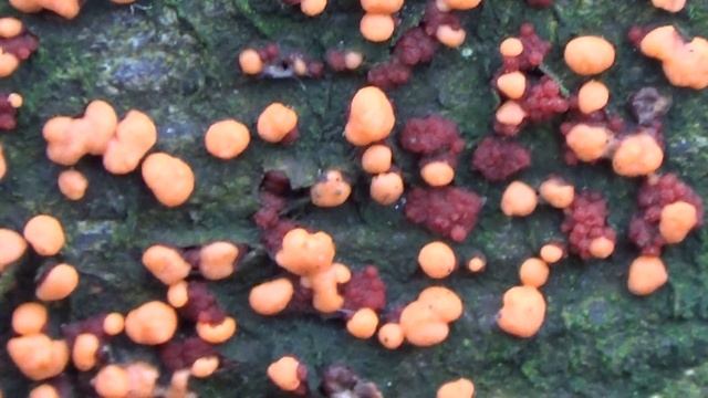 Gewoon meniezwammetje - Nectria cinnabarina смотреть онлайн