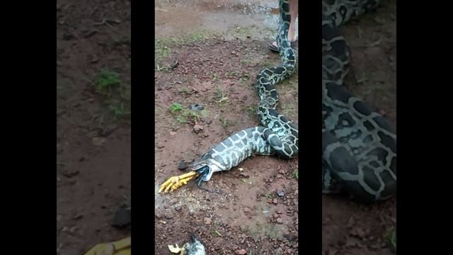 How to catch Big Python. Never try this. Thank you @parthavaranashi6019 смотреть онлайн