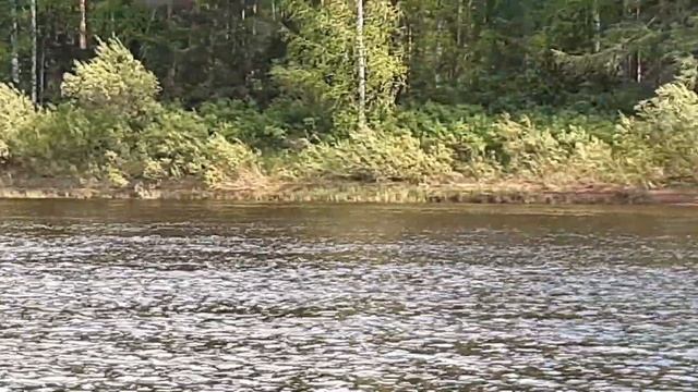 Рыбалка на фидер на реке Вага Вельского района Архангельской области 23.05.2021 смотреть онлайн