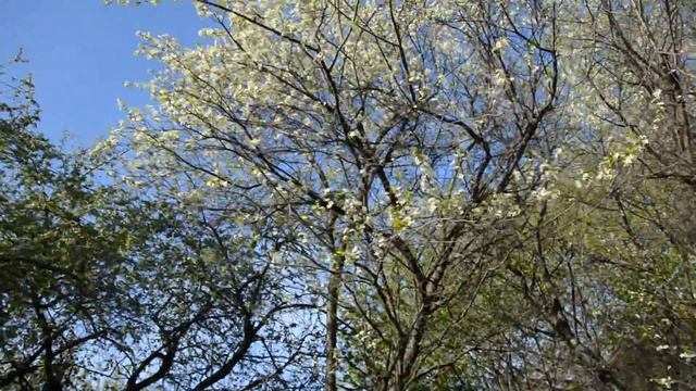 цвет вишни в Коломенском смотреть онлайн