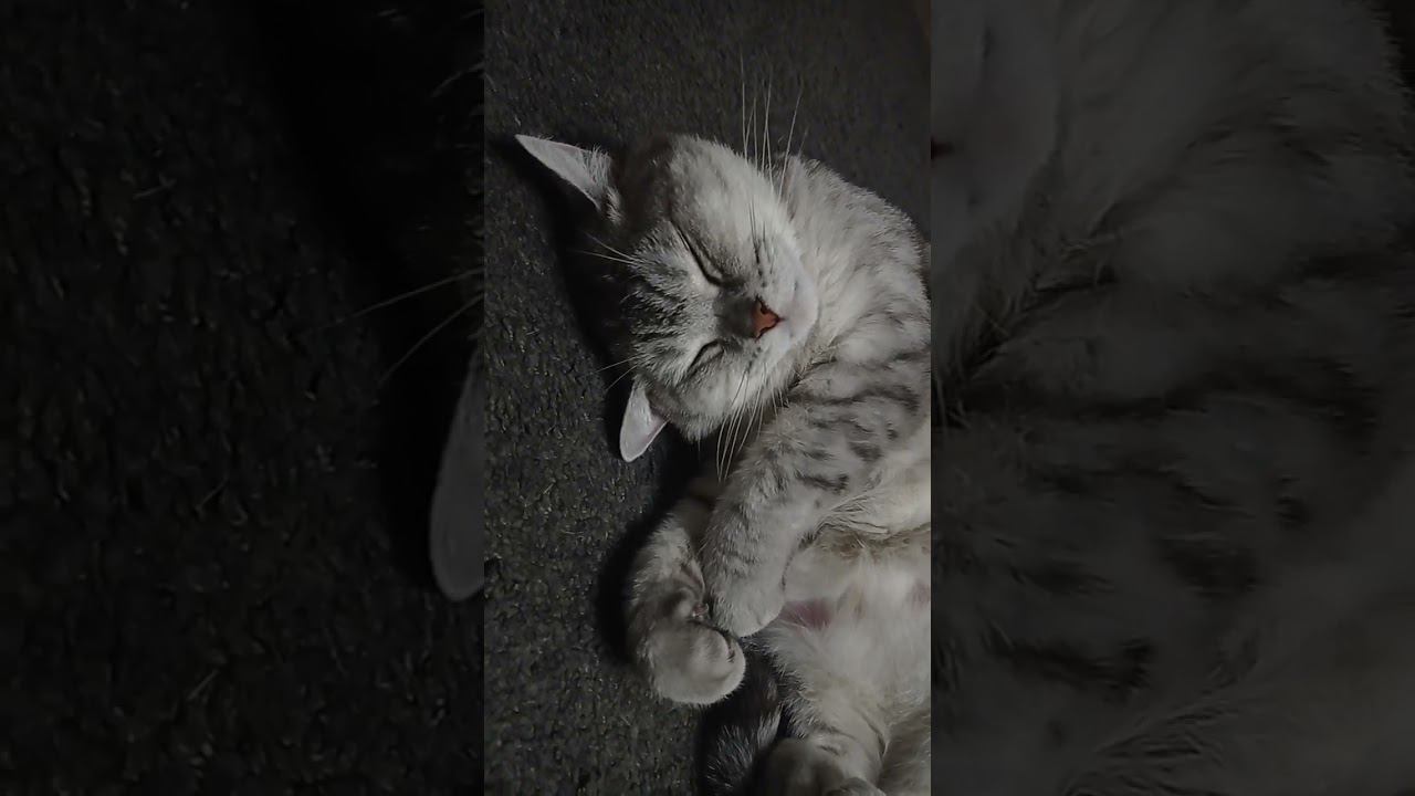 Очень милый котик #Shorts смотреть онлайн