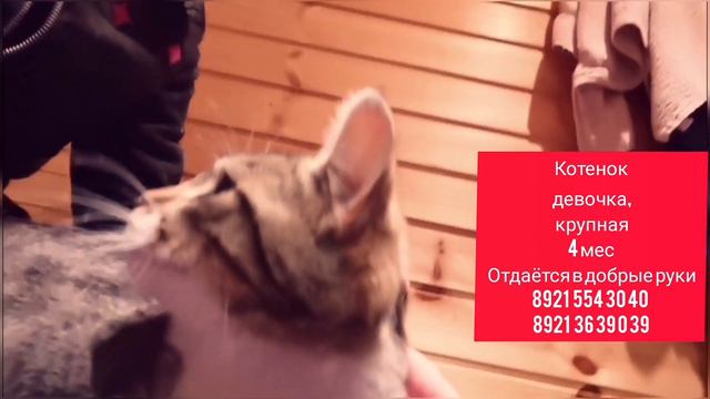 котенок девочка крупная Отдаётся в добрые руки смотреть онлайн