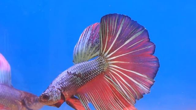 Рыбка петушок самцы #bettafish #betta #aquariumfish #петушок #аквариумныерыбки #рыбка