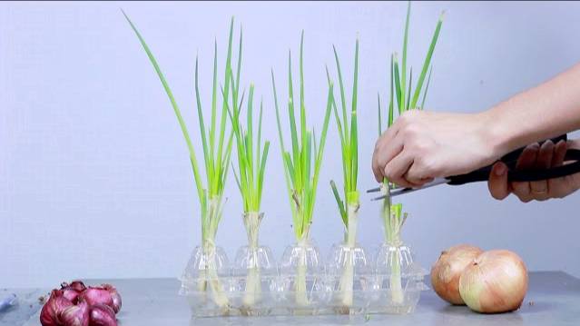 Easy Garden Activities For Kids / Growing Plants For Kids / Planting With Kids