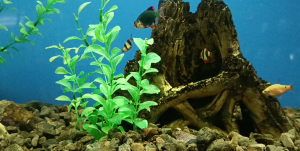 РЫБКИ🐟🐠🐟🐠🐠🐠БАРБУС МШИСТЫЙ, БАРБУС СУМАТРАНСКИЙ, ЦИХЛИДА ПОЛОСАТАЯ