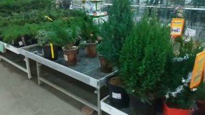 ПАРКЕТ С ПЛЕСЕНЬЮ И ЖУКАМИ. САДОВЫЙ РАЙ ОБИ