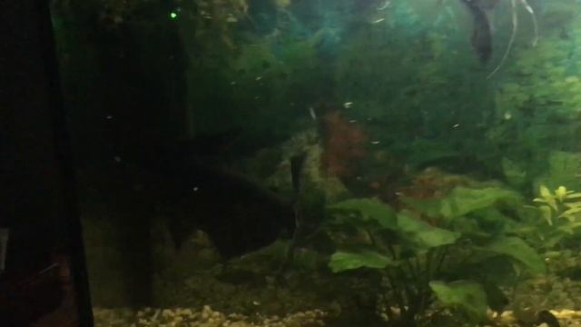 Продаётся акулий сом (Пангасиус). смотреть онлайн