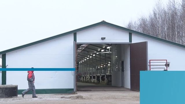 Ферма в Прокудино. Единственное предприятие в области, где разводят коров породы монбельярд смотреть онлайн