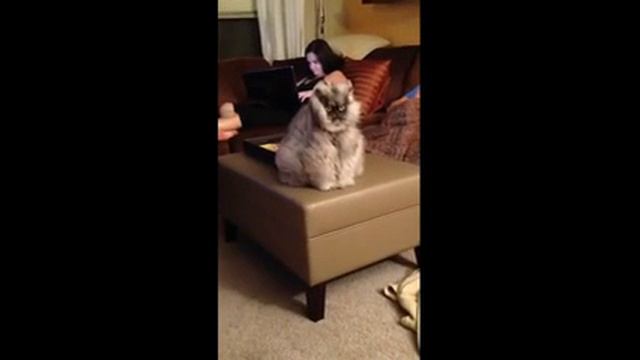 Самый грозный кот в мире смотреть онлайн