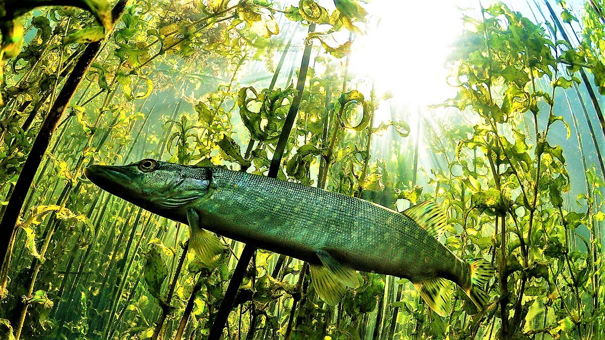 Рыбалка в теории. КОГДА ВЕСНОЙ НАЧИНАЕТ КЛЕВАТЬ ЩУКА. смотреть онлайн