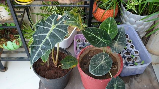 Alocasia Plant Care - Beautiful Plant Alocasia Amazonica / Alocasia Black Velvet