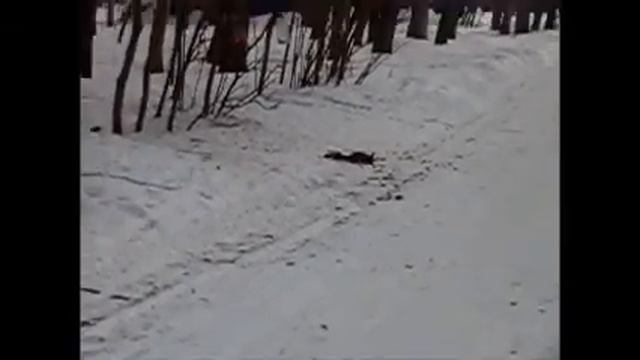 фауна в парке смотреть онлайн