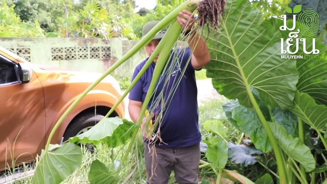 บอนกระดาดเขียว ใหญ่จัมโบ้ เต็มสวนทันใจ ไปขุดต้นมาปลูกกัน Giant elephant's ear смотреть онлайн