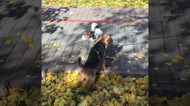 Зачем собаке хвост? смотреть онлайн