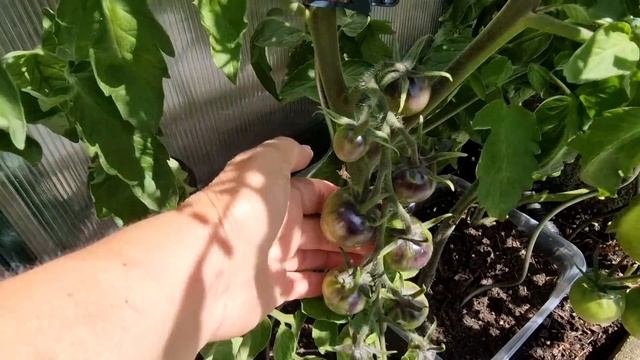 Кабачки пошли! Ура-а! Малосольные огурчики с кабачками. смотреть онлайн