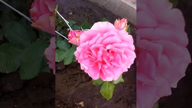 роза маритим первогодка июль 2021 г. смотреть онлайн