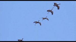 В синем небе журавли...