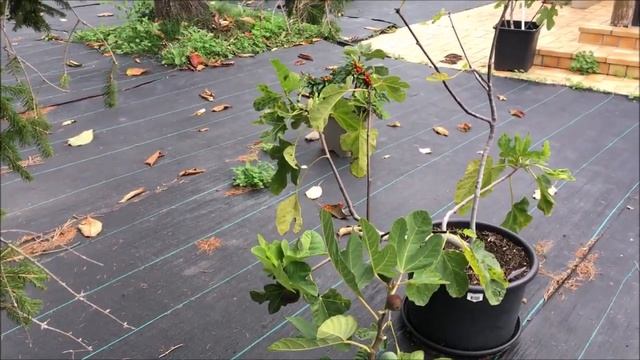 Figs. Инжир. Очередной ответ инжироводу, который выдвигает очередные фантазии в мой адрес. смотреть онлайн