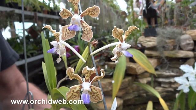 OrchidWeb - Vanda tessellata смотреть онлайн